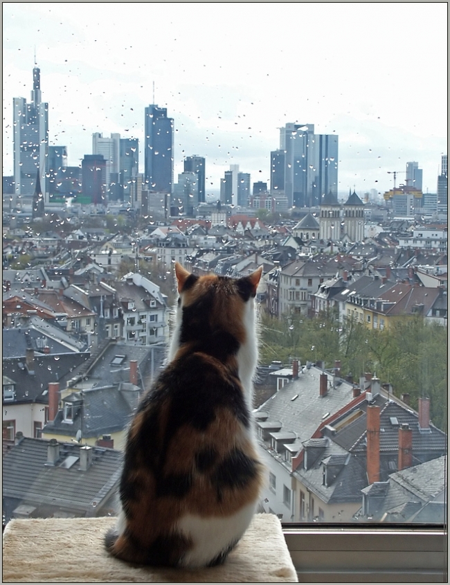 PiaFoto.de Skyline mit Katze Katze, Fenster, Skyline